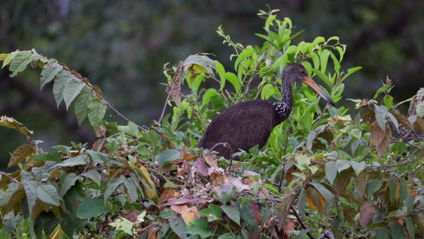 Tropical heron like Limpkin marsh bird perched in Rainforest jungle edge tree