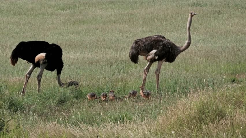 Ostrich parents with their baby hatchlings in the Kalahari