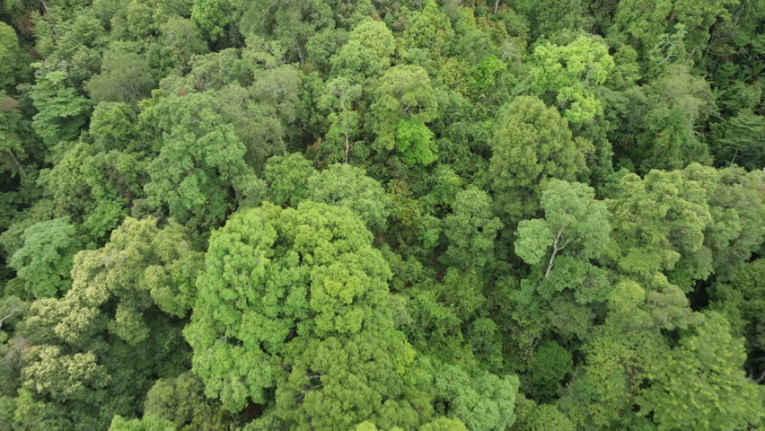 Tropical forests can absorb large amounts of carbon dioxide from the atmosphere.