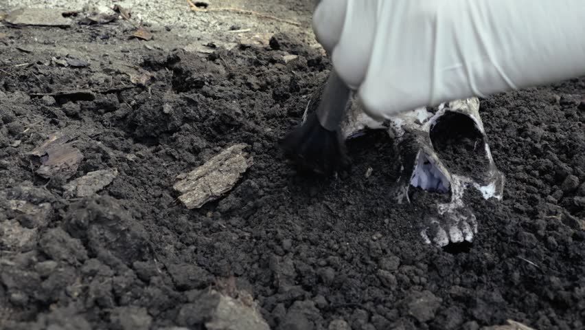 Forensic Archeologist brushes soil dirt from buried human skull
