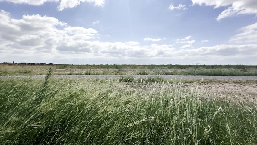 Tall vegetation blowing in the wind on a sunny day