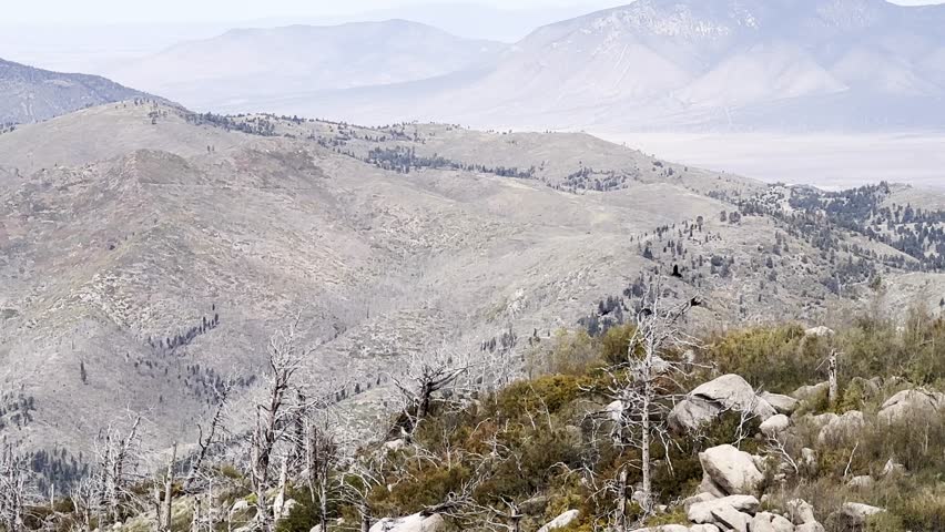 Birds flying in the mountain air