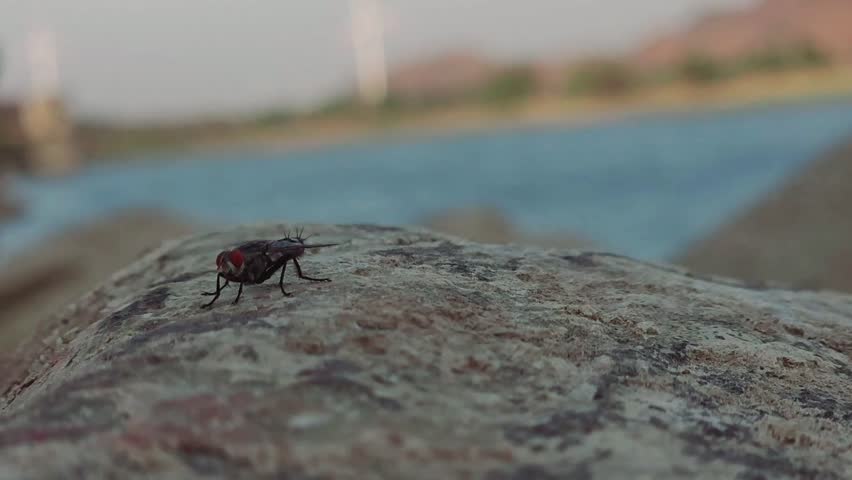 Close up and selective focus on housefly on stone rock 