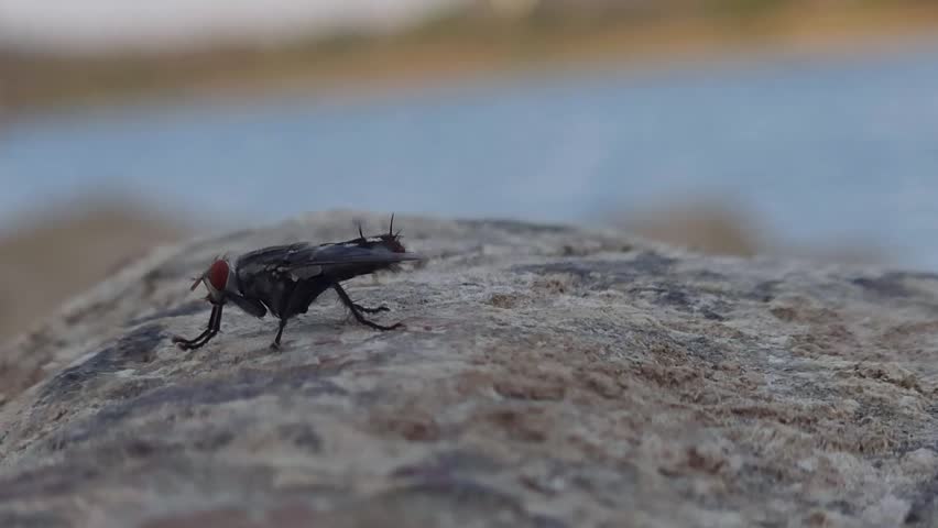 Close up and selective focus on housefly on stone rock 