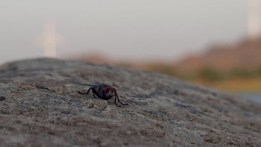 Close up and selective focus on housefly on stone rock 