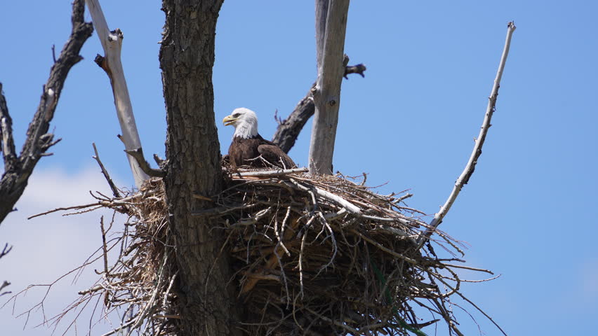 Bald Eagle sitting in its nest during spring in Utah on sunny day.