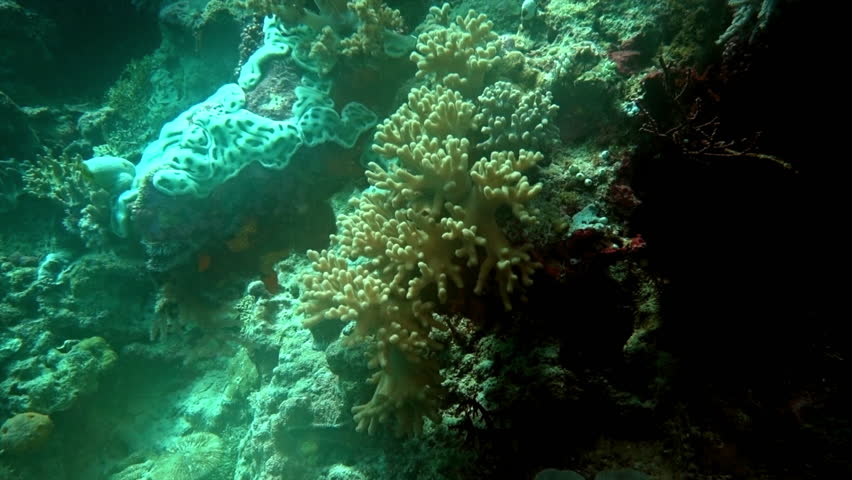 Tunicates, encrusting sponges and corals on a tropical reef.