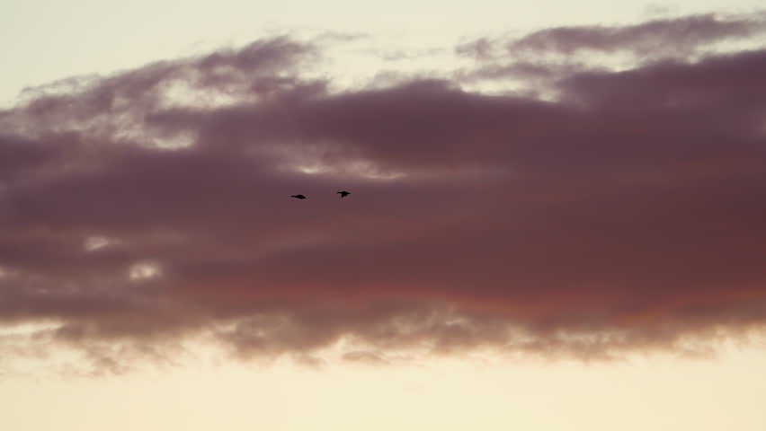Pair of ducks flying through the sky against colorful sunrise over star Valley, Wyoming.