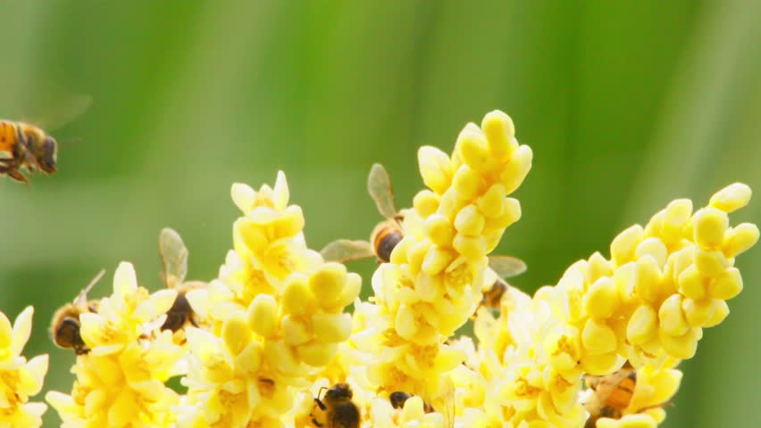 Close-up of bees collecting nectar from yellow flowers in a sunny environment