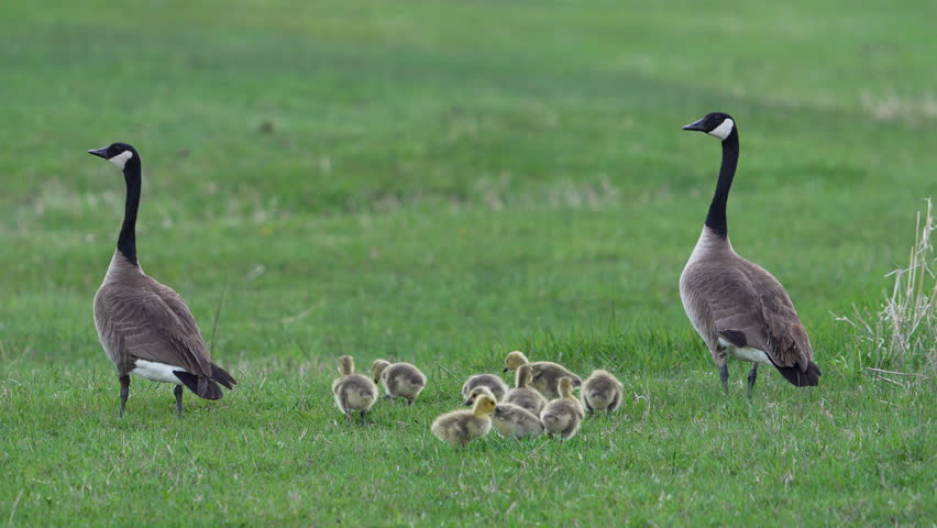 Pair of Canada geese watching over their babies as they graze in the grass.