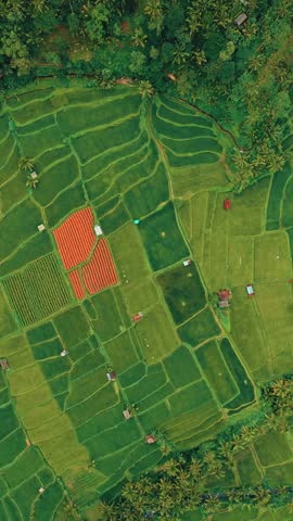 Aerial view of lush green terraced rice fields surrounded by palm trees in Tegallalang, Bali, showcasing nature's beauty and agricultural practice.