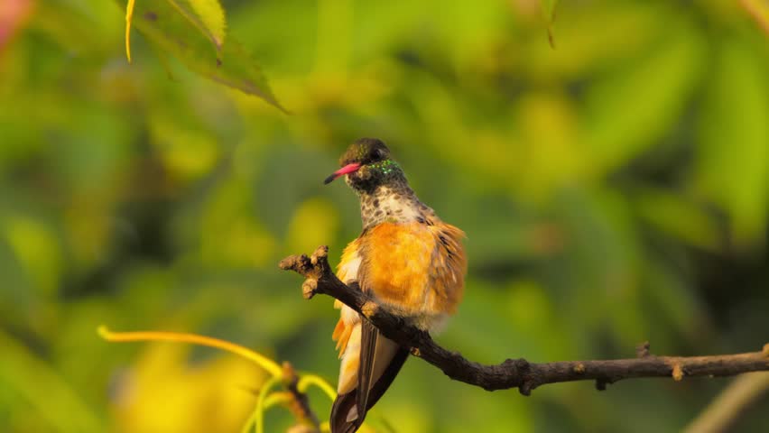 Hummingbird perched on a branch with vibrant green and yellow background