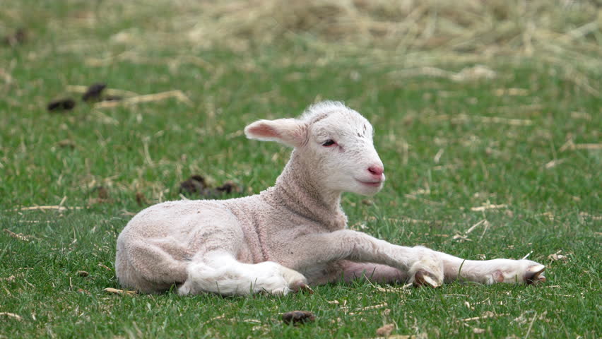 Close-up view of a cute baby lamb lying in a green grass.