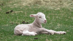 Close-up view of a cute baby lamb lying in a green grass. - Powered by Shutterstock - Get 15% off with code: PIKWIZARD15