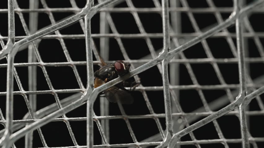 Close-Up of Housefly Exploding into Pieces from Electric Shock in Metal Grid Trap with Sparks and Smoke Visible, Slow Motion Effect, Dark Background, Low Angle.