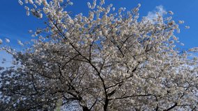 Orchard with trees full of blossoms. Spring flowers. Beautiful Cherry blossom tree, white flower. Blooming tree at spring, fresh white flowers on the branch of fruit tree, Spring blossom abstract - Powered by Shutterstock - Get 15% off with code: PIKWIZARD15