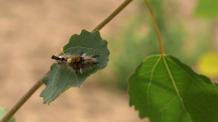 Tight macro shot of a Vapourer moth caterpillar resting on a dark green leaf in a young hedgerow sapling, part of a wildflower restoration area.