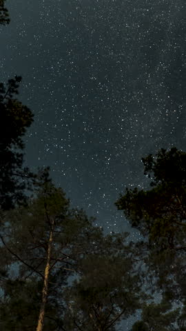 Stars move in the night sky above the trees in the forest. Moonlight night. Time lapse, Vertical footage