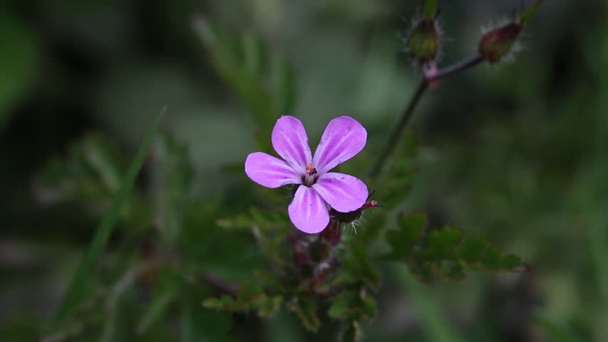 Closeup of a Herb Robert flower, Geranium robertianium. Spring. UK