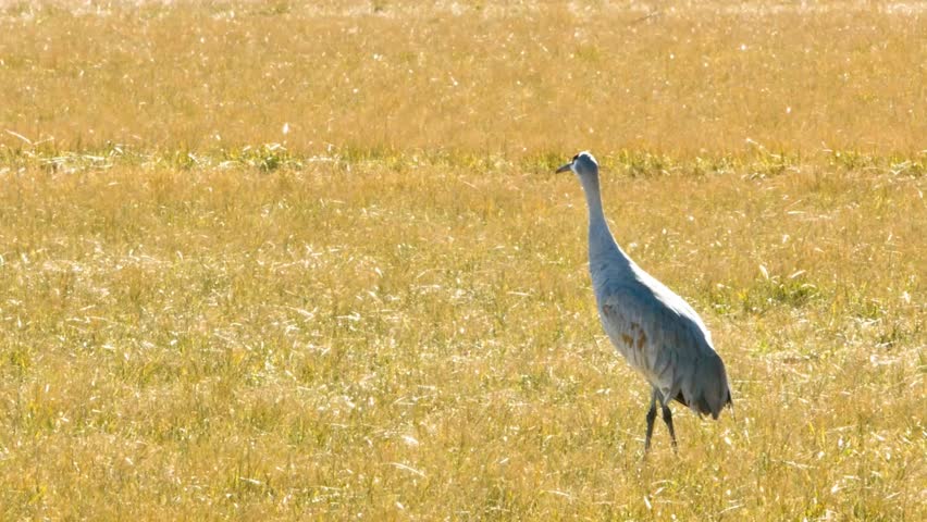 Sandhill Crane Standing in Golden Wheat Field