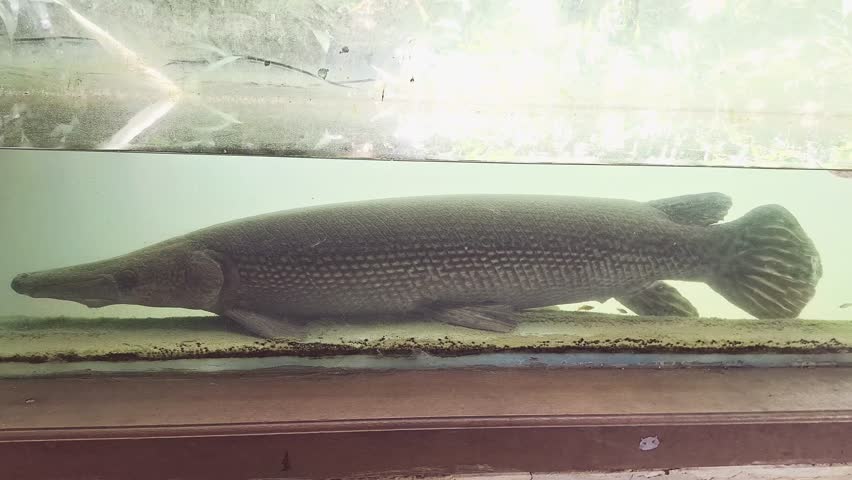 The Alligator Gar (Atractosteus spatula) is a large freshwater fish with a torpedo-shaped body and sharp teeth. It remains in murky aquarium water behind dirty glass.
