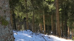 Evergreen fir pine spruce tree forest tall trunks snow covered ground winter landscape - Powered by Shutterstock - Get 15% off with code: PIKWIZARD15
