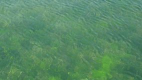 Gentle ripples on green shallow seabed - Powered by Shutterstock - Get 15% off with code: PIKWIZARD15