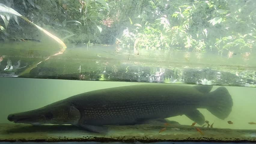 Atractosteus spatula, the Alligator Gar, rests quietly in cloudy aquarium water behind stained glass.