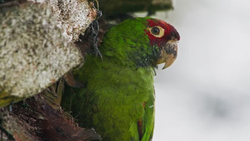 Parrot perched on a tree with vivid red and green plumage, looking around curiously