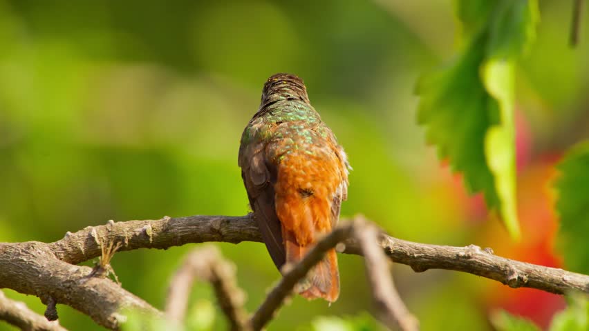 A hummingbird perched on a branch, its colorful feathers visible with a blurred nature backdrop