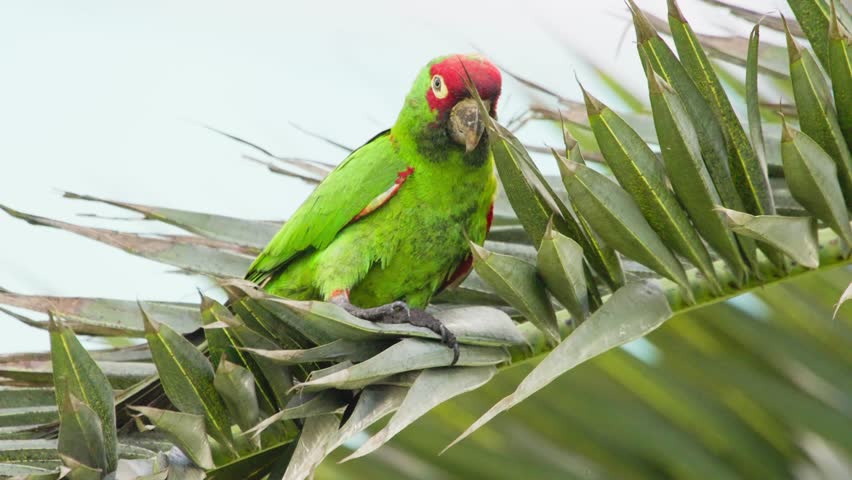 Bright green parrot perched on palm tree leaves, showcasing vibrant feathers