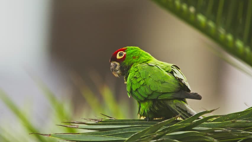 Green parrot perched on tree branches, showing vibrant colors and details of its feathers