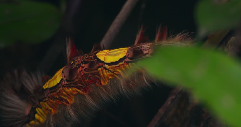 Closeup view of a stinging Megalopygidae moth caterpillar moving over bark in the Peru jungle.