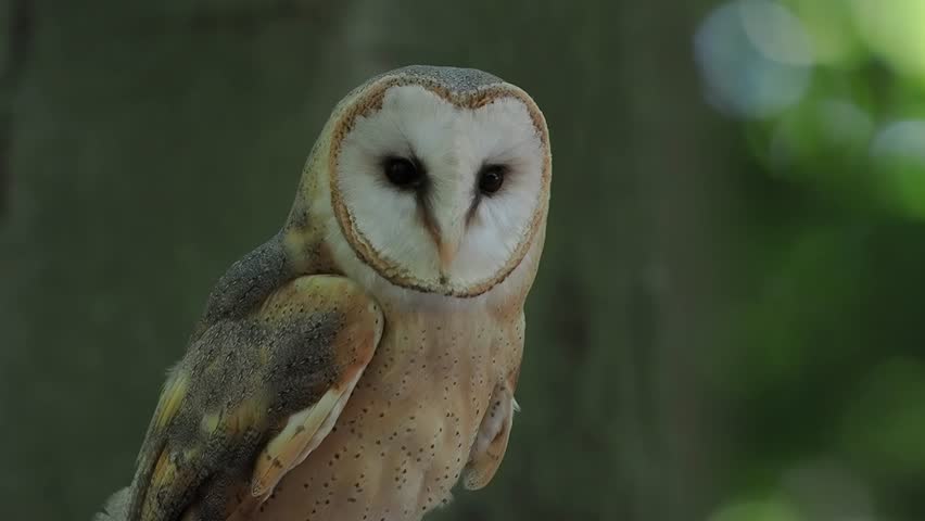 screaming barn owl, spotted against blurred background, slow motion