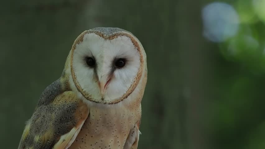 screaming barn owl, spotted against blurred background, slow motion