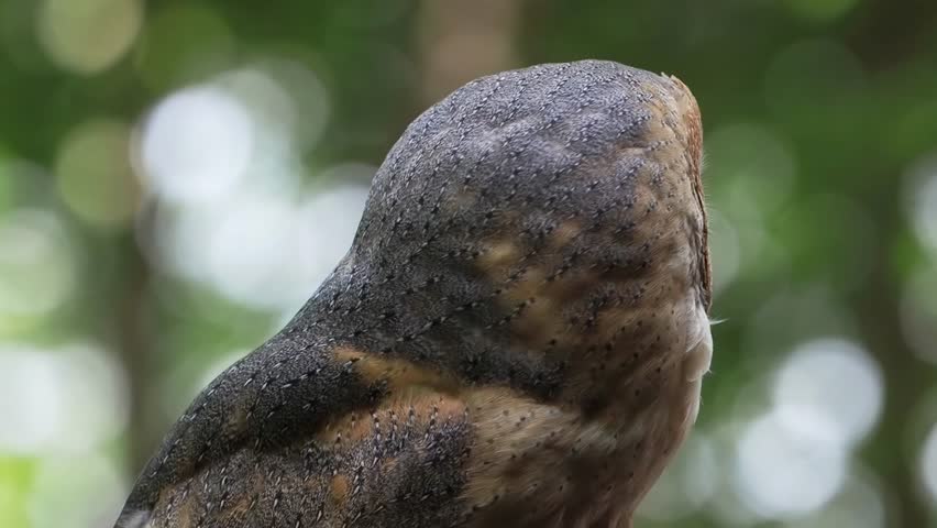 screaming barn owl, spotted against blurred background, slow motion