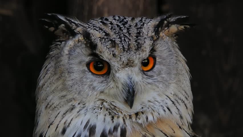owl opens and closes eyes observing what is happening around