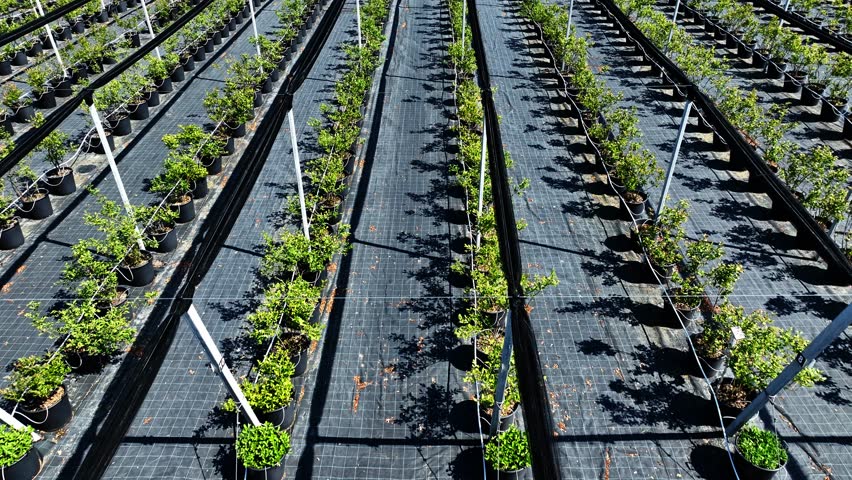 Drone shot of a commercial blueberry farm showing rows of potted plants with trellis poles and protective ground fabric for modern berry cultivation. (4K)