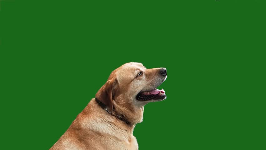 Labrador retriever dog catches chicken paw on the fly green screen slow motion