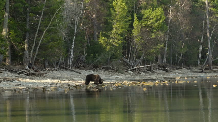 A brown bear walks around a forest lake in search of food. Slow motion