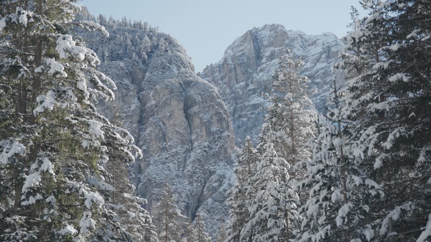 Snowy Alpine Peak with Fir Trees and Jet Contrail under a Bright Blue Winter Sky in Northern Italy. Parallax shot.