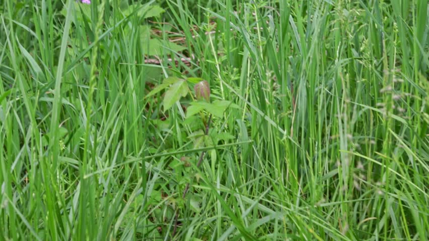 Zooming into a poison ivy plant with an ant crawling on it