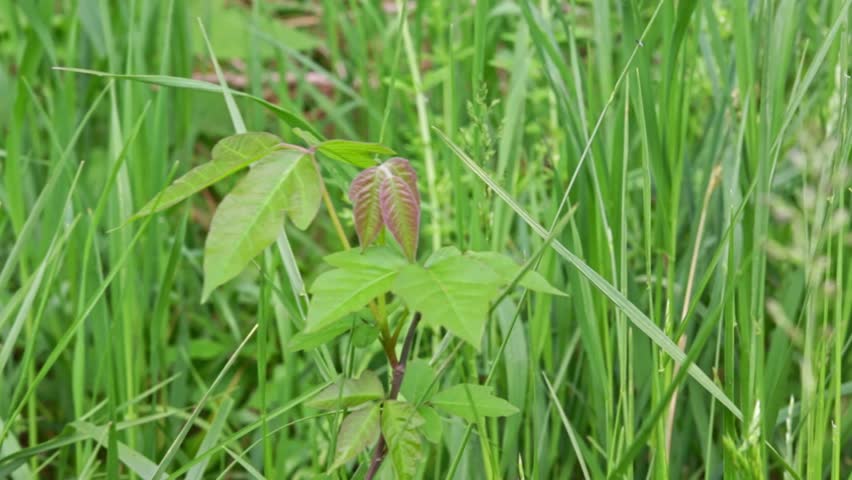Zooming out from a poison ivy plant in central Ohio.