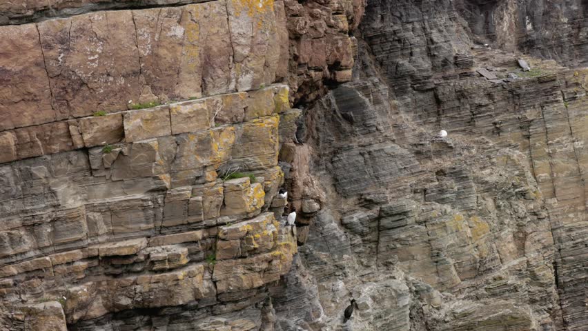 static shot of nesting birds perched on the ciffs at Whaligoe
