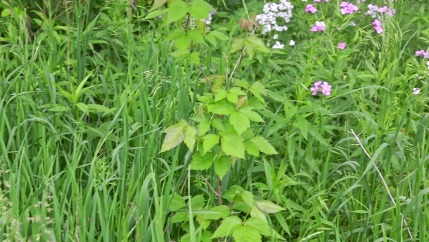 Walking up to a small poison ivy plant in central Ohio