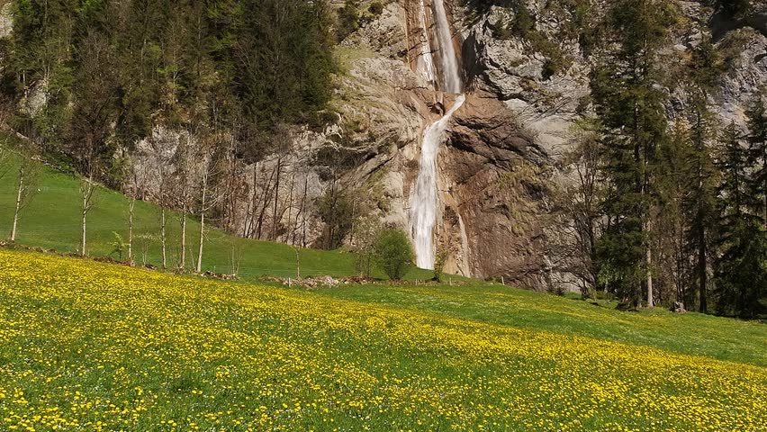 yellow wildflowers cover a field beneath a mountain waterfall in spring