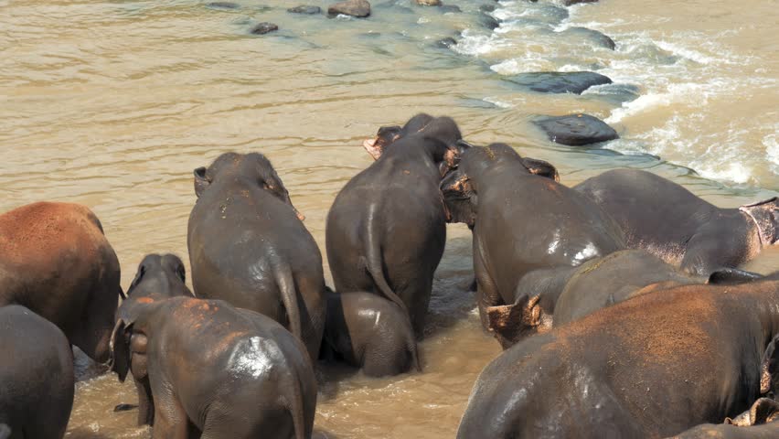 Elephant herd cooling down in river, spraying refreshing water on each other during hot summer day in sri lankan wildlife sanctuary. Spray water on animals to cool them down on a hot day.