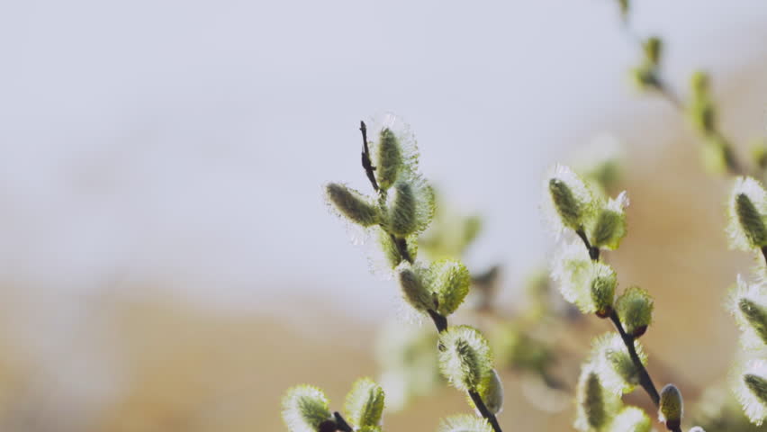 Willow branches close-up in the sunbeams swaying in the wind. Spring landscape. Slow motion.