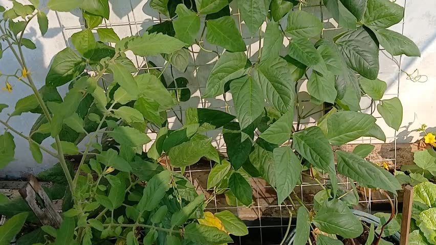 red long bean plant climbing, growing well, lots of flowers. Indonesia, 2024.