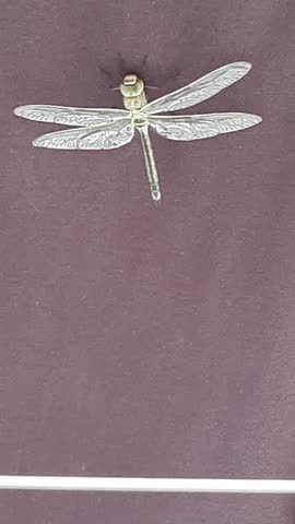 dragonfly on t-shirt product is drying